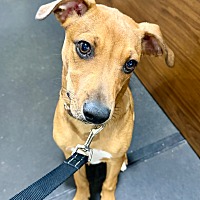 adopt a pet