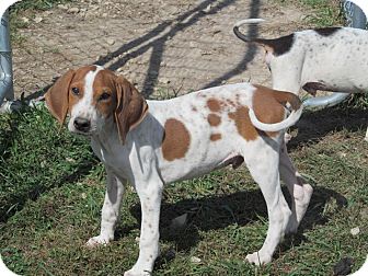 Waynesboro Va English Redtick Coonhound Meet Harry Dunne A Pet For Adoption