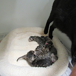Thumbnail photo of Pixie & 6 newborn kittens #4