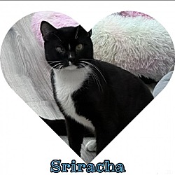 Photo of Siracha
