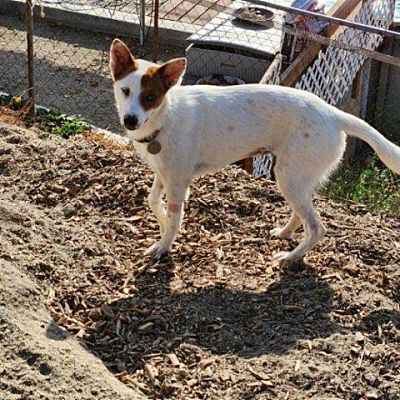 Lost Dog Terrier Mix in RIVERSIDE, CA - Lost My Doggie