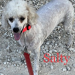 Photo of Salty Dog