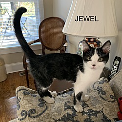 Thumbnail photo of JEWEL #2