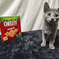 Thumbnail photo of Cheez It's #2