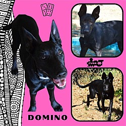 Photo of Domino