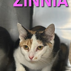 Thumbnail photo of ZINNIA #2