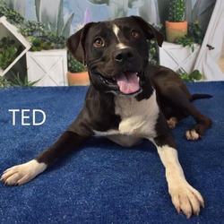 Thumbnail photo of Ted #2