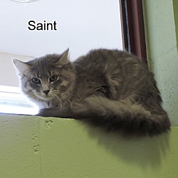Thumbnail photo of Saint #3