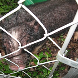 Thumbnail photo of PB-Pig (m) #3