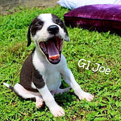 Thumbnail photo of Gi Joe~adopted! #1