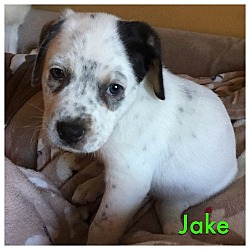 Thumbnail photo of Jake #1