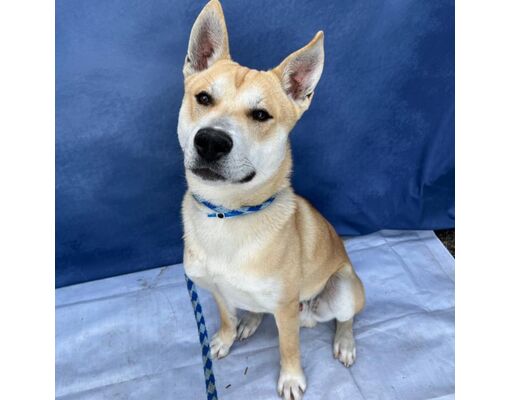 Long Beach, Ca - Jindo. Meet *chip A Pet For Adoption - Adoptapet.com