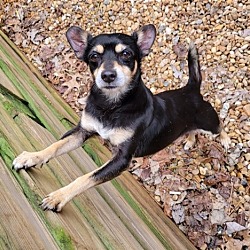 Photo of Scooter