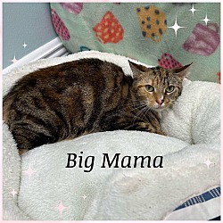 Thumbnail photo of Big Mama #1