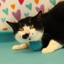 Thumbnail photo of Hans: Visit me at Elkhart PetSmart! #2