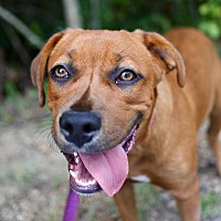 adopt a pet