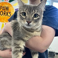 adopt a pet