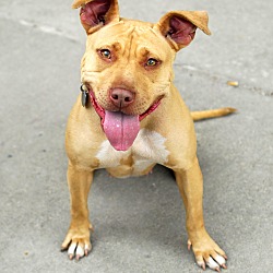 Thumbnail photo of Lolly Rue-Adopted! #3