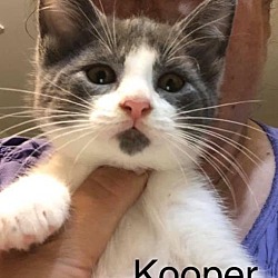Photo of Kooper