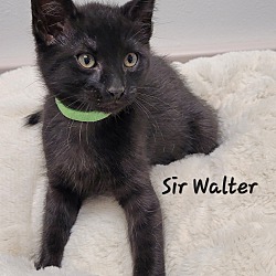 Thumbnail photo of Sir Walter #4