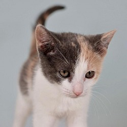 Photo of Peppermint Patty