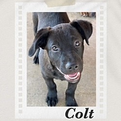 Photo of Colt