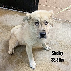 Photo of Shelby