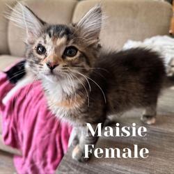 Photo of Maisie