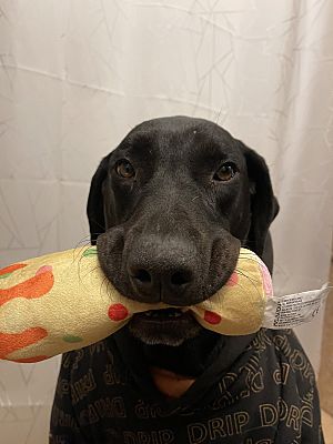 Maricopa, AZ - Doberman PinscheLabrador Retriever. Meet Mela a Pet