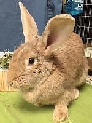 giant rabbit adoption