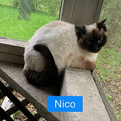 Photo of Nico