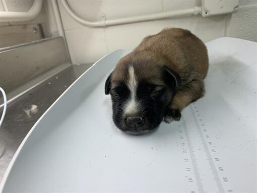 Grand Prairie, TX - German Shepherd Dog. Meet KENZI a Pet for Adoption - AdoptaPet.com Adoptions are $70.00. The fee includes microchip, sterilization and rabies vaccination.