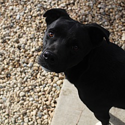 Thumbnail photo of BLACKY #2