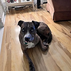 Photo of Winter (Rehoming Fee $100)