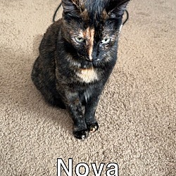 Photo of Nova