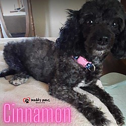 Photo of Cinnamon - No Longer Accepting Applications