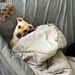 Thumbnail photo of June pup: Cloe #2