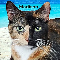 Thumbnail photo of Madison #3