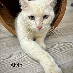 Thumbnail photo of Alvin #1