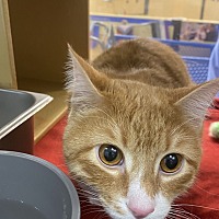 adopt a pet