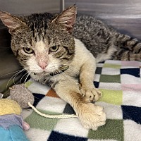 adopt a pet