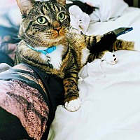 adopt a pet