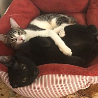 adopt a pet