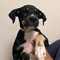 adopt a pet