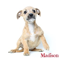 Thumbnail photo of Madison #3