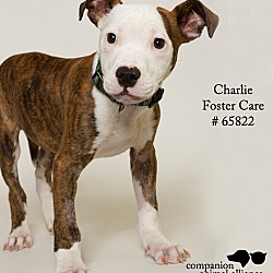 Thumbnail photo of Charlie (Foster) #2