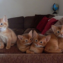 Photo of Abyssinian