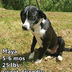 Photo of Maya