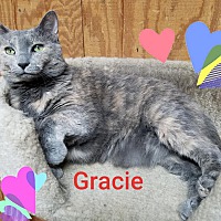 friends for life cat rescue