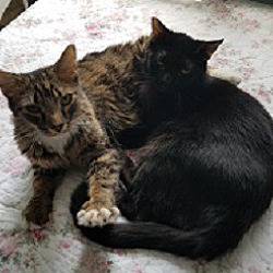 bonded pet photo